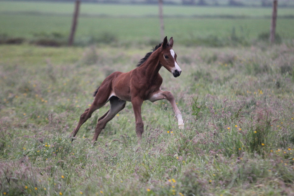 Miniaturbild: Akarad's Highlight HP von Akkarad Hero Z