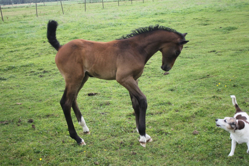 Miniaturbild: Don't Touch Fina HP von Dourkhan Hero