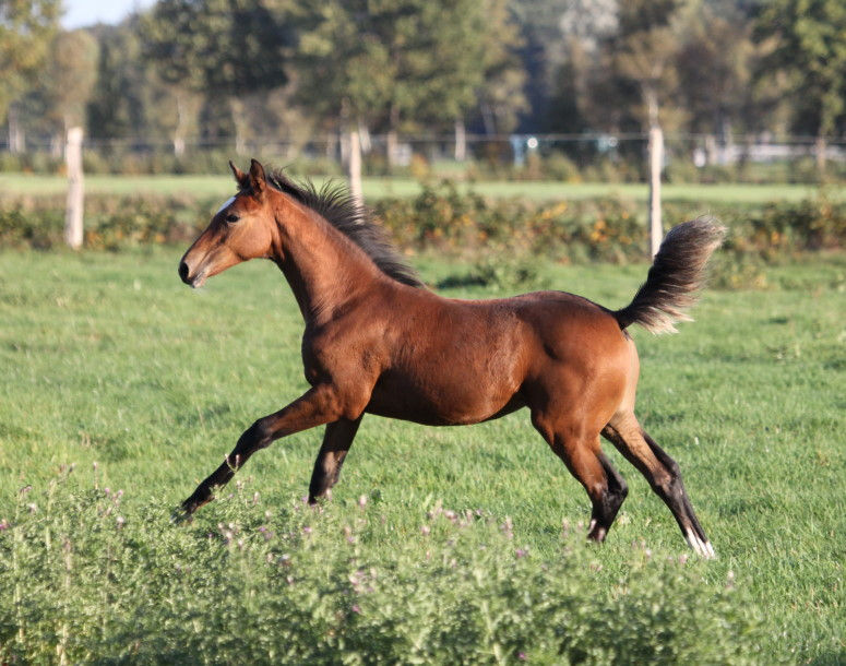 Miniaturbild: CORAFINA von Carrera VDL