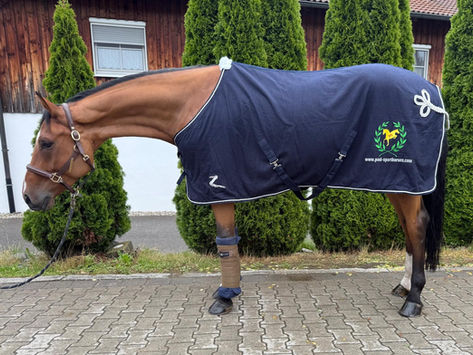 Chaccero wurde verkauft, bleibt aber vorerst in Deutschland 🐴