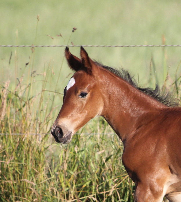 Thumbnail: Jolina HP by Jasper