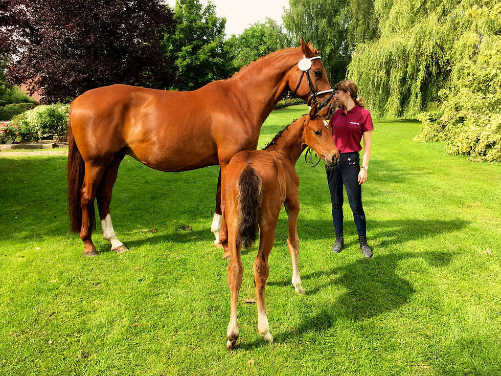 Thumbnail: Indian Summer N