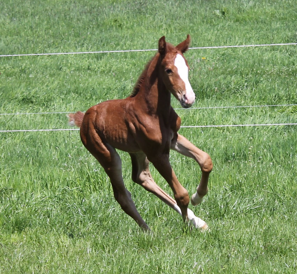 Miniaturbild: DJUMPER von Douglas
