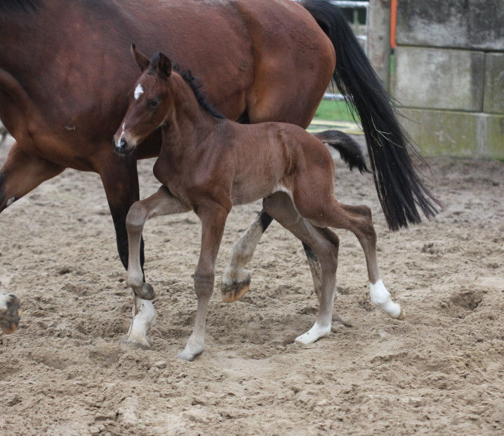 Miniaturbild: For Chacci's Pleasure HP von Finishing Touch