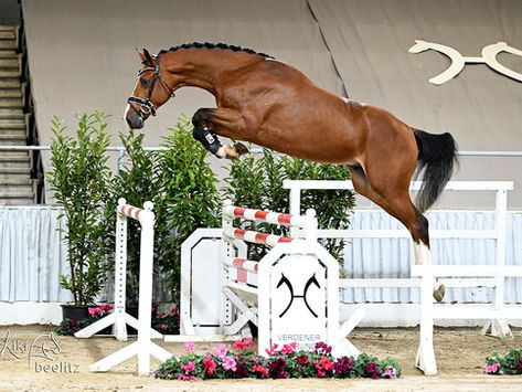 Two stallions from our stud approved for the Hanoverian jumping stallion licensing at the end of November 2025 in Verden ❣️