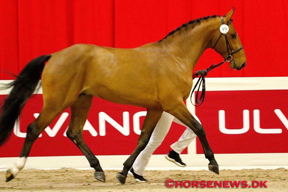 Thumbnail: ORLANDO LOVE Z by Orlando