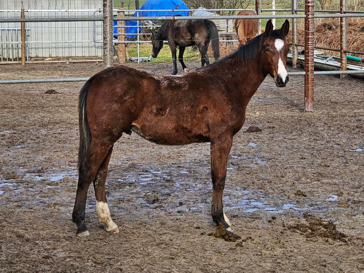 Akarad's Highlight by Akarad Hero Z