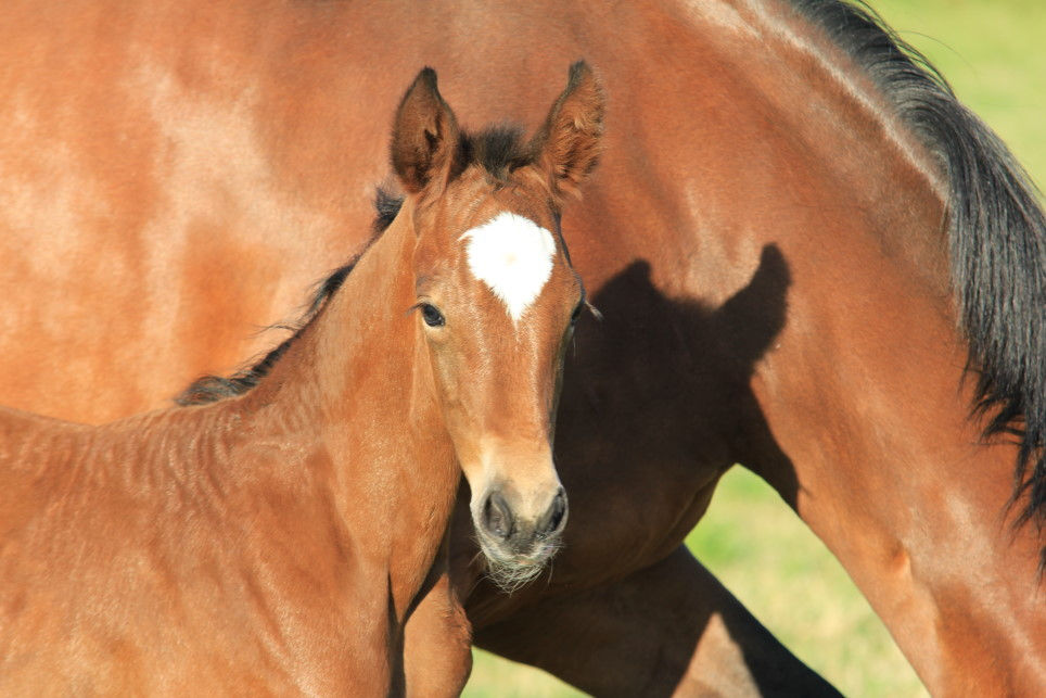 Miniaturbild: CORAFINA von Carrera VDL