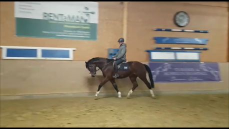 The first impressions of the three-year-old mares under saddle