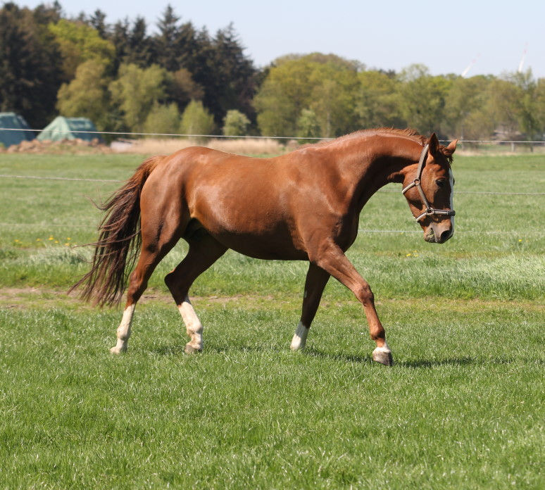 Miniaturbild: Hann.Pr.St. CICERELLA von Cicero Z-PHS*