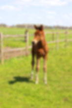 Miniaturbild: Finnegan N