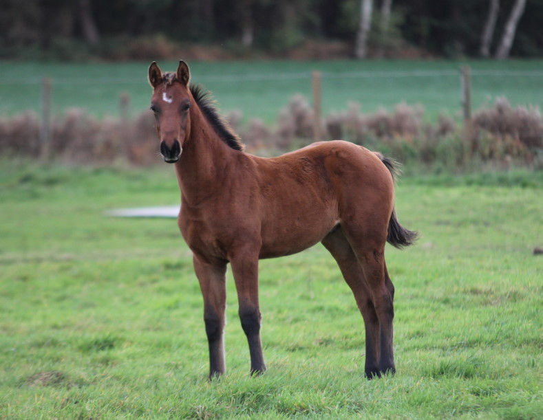 Miniaturbild: Finishing Blue HP von Finishing Touch