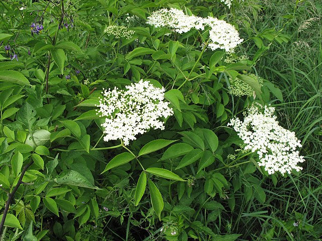 Thumbnail: Elderberry (Sambucus canadensis)