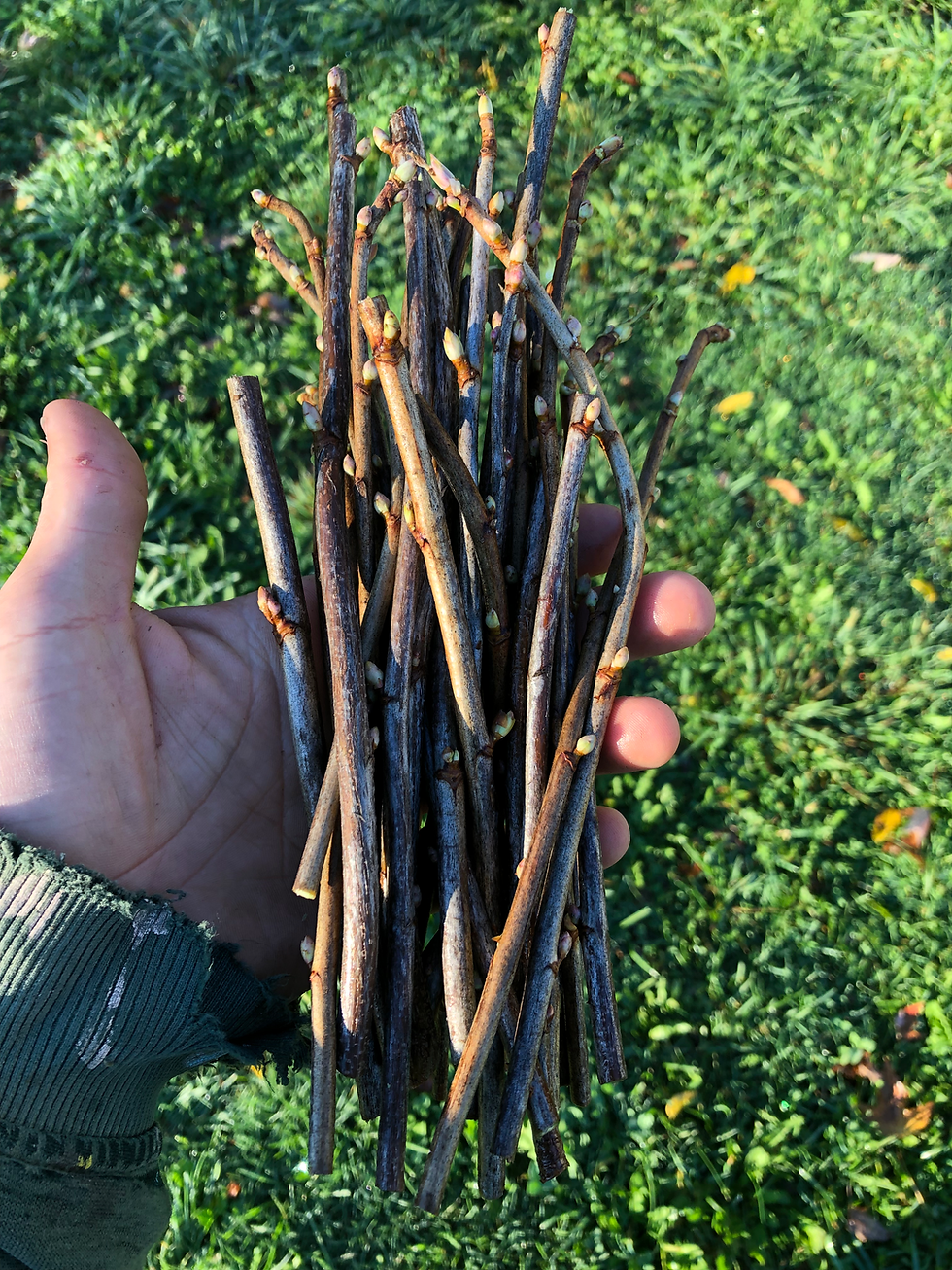 Propagation through cuttings