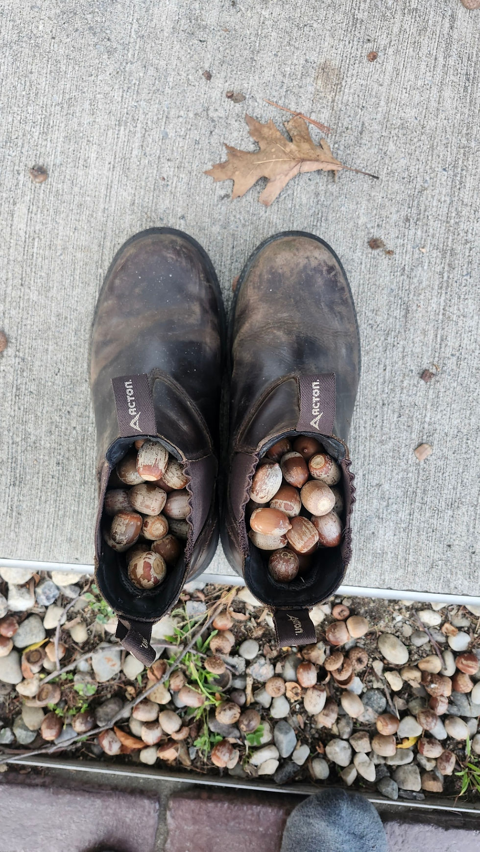 Thumbnail: Northern Red Oak (Quercus rubra)