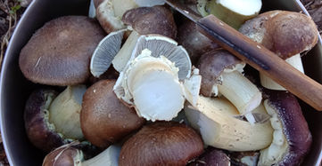 Wine cap mushrooms