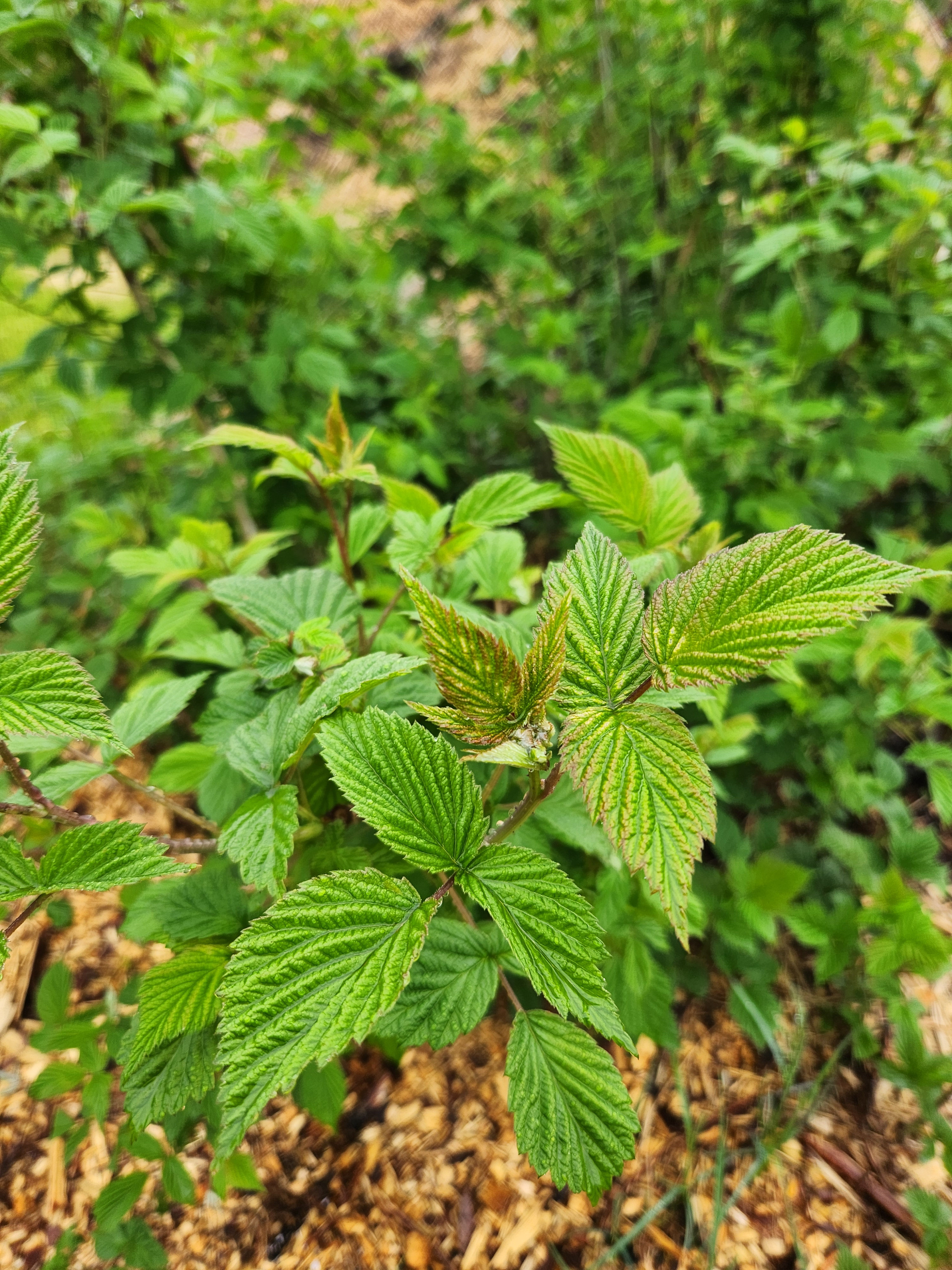 Madawaska Raspberry (Rubus ideaus) seedling potted