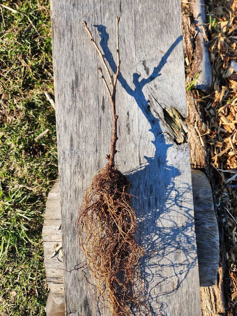 bare-root currant ready to be planted