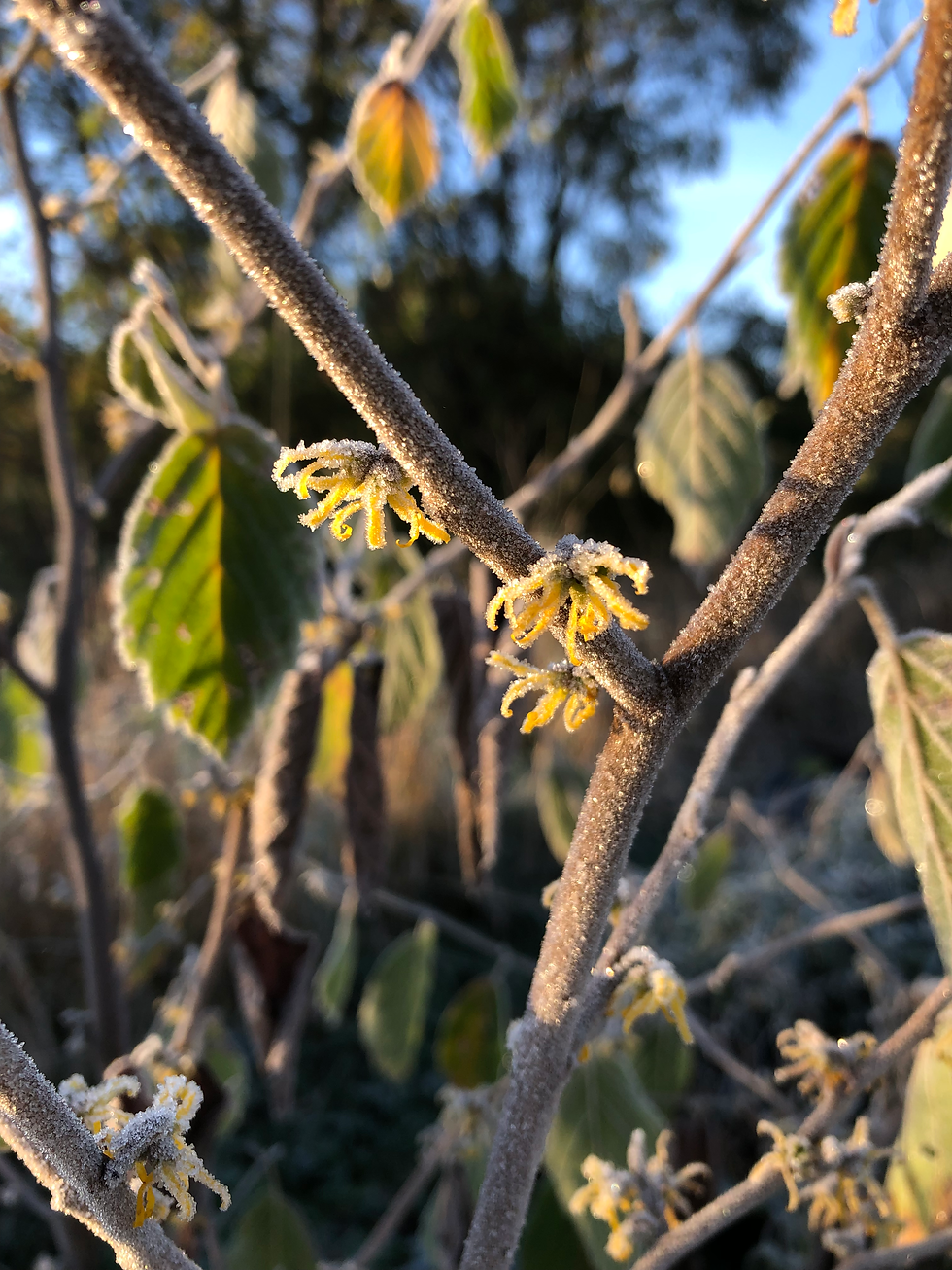 Thumbnail: Witch Hazel (Hamamelis virginiana)