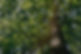 macro shot photography of tree during daytime_edited_edited.jpg