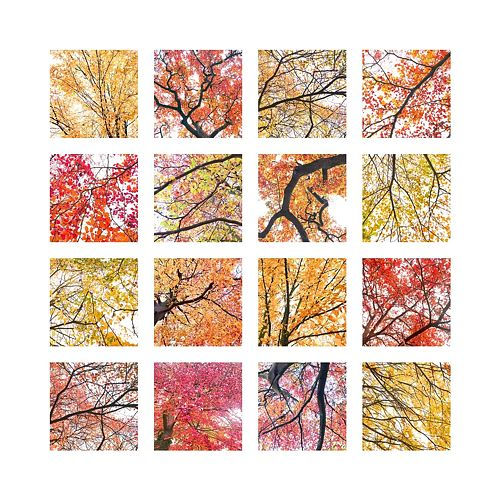 Thumbnail: Burghley trees