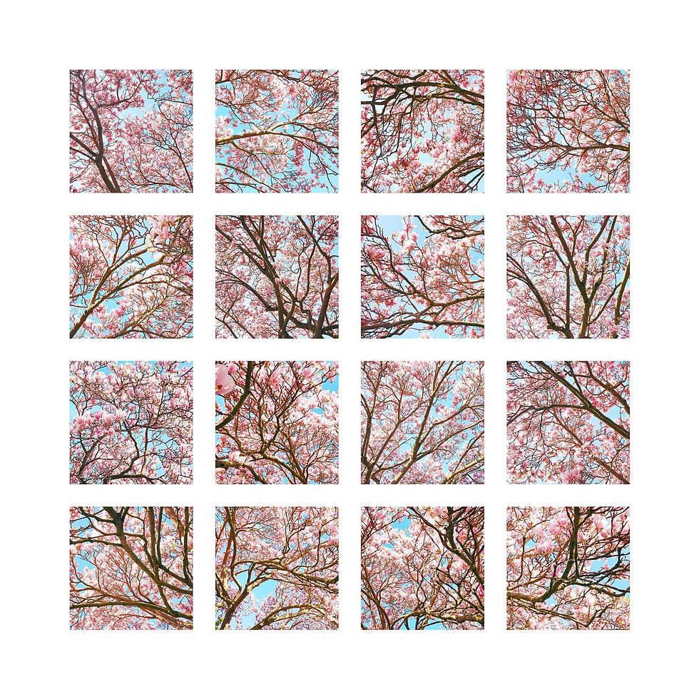 Thumbnail: Pink Blossom