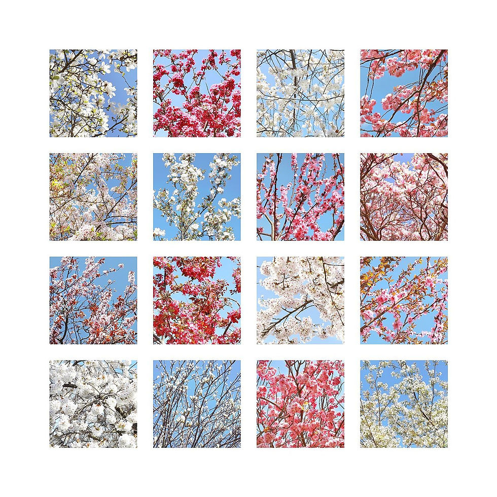 Thumbnail: Pink and White Blossom