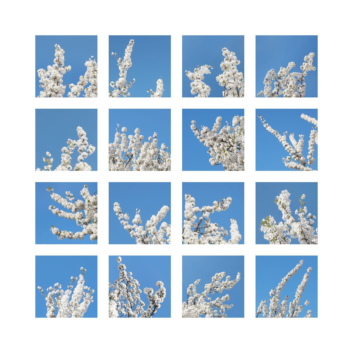 White Blossom #1