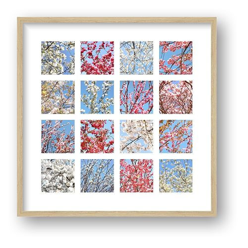 Thumbnail: Pink and White Blossom