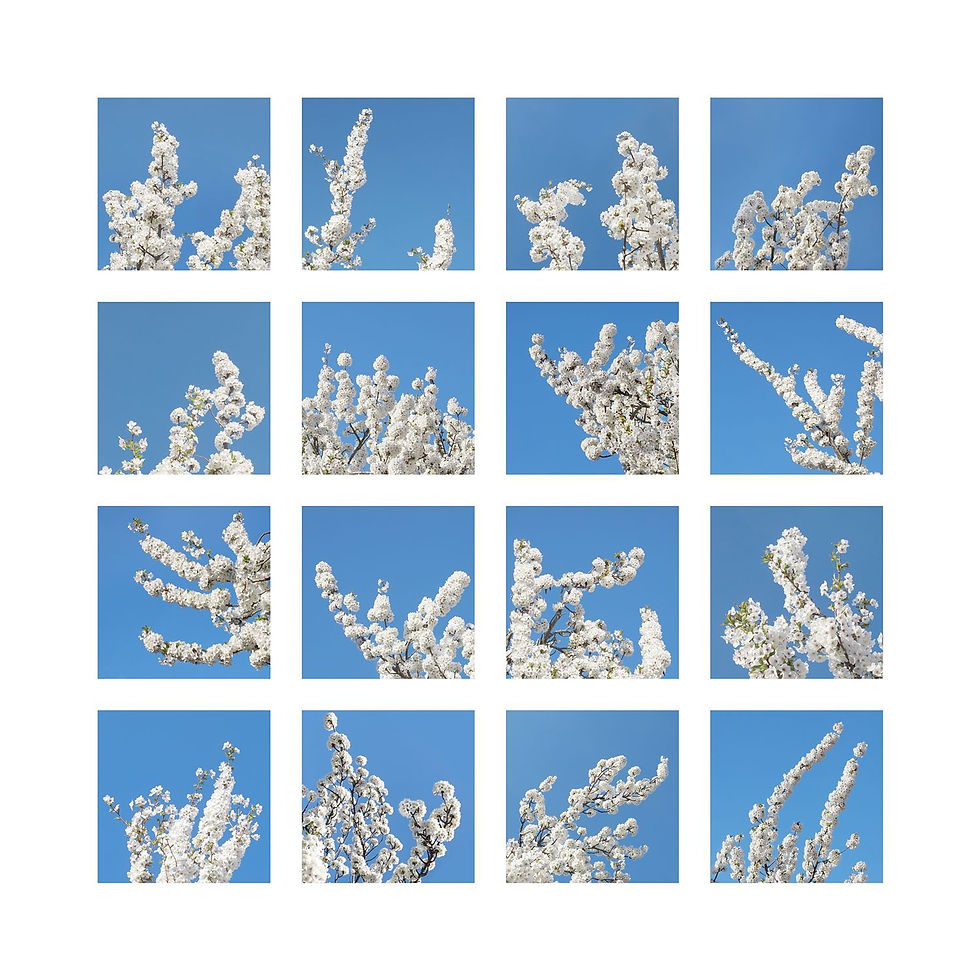 Thumbnail: White Blossom #1