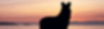 silhouetteps_edited_edited_edited_edited.jpg