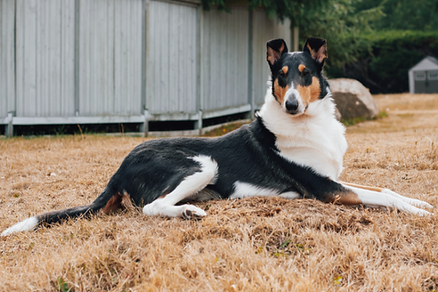 Tricolor smooth dog laying in grass