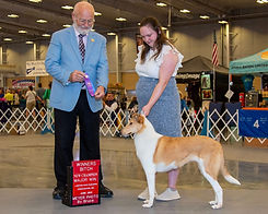 Sable merle smooth collie, handler, and dog show judge posed with "new champion" sign.