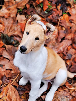 Sable merle smooth collie puppy in the autumn leaves, looking up at the camera