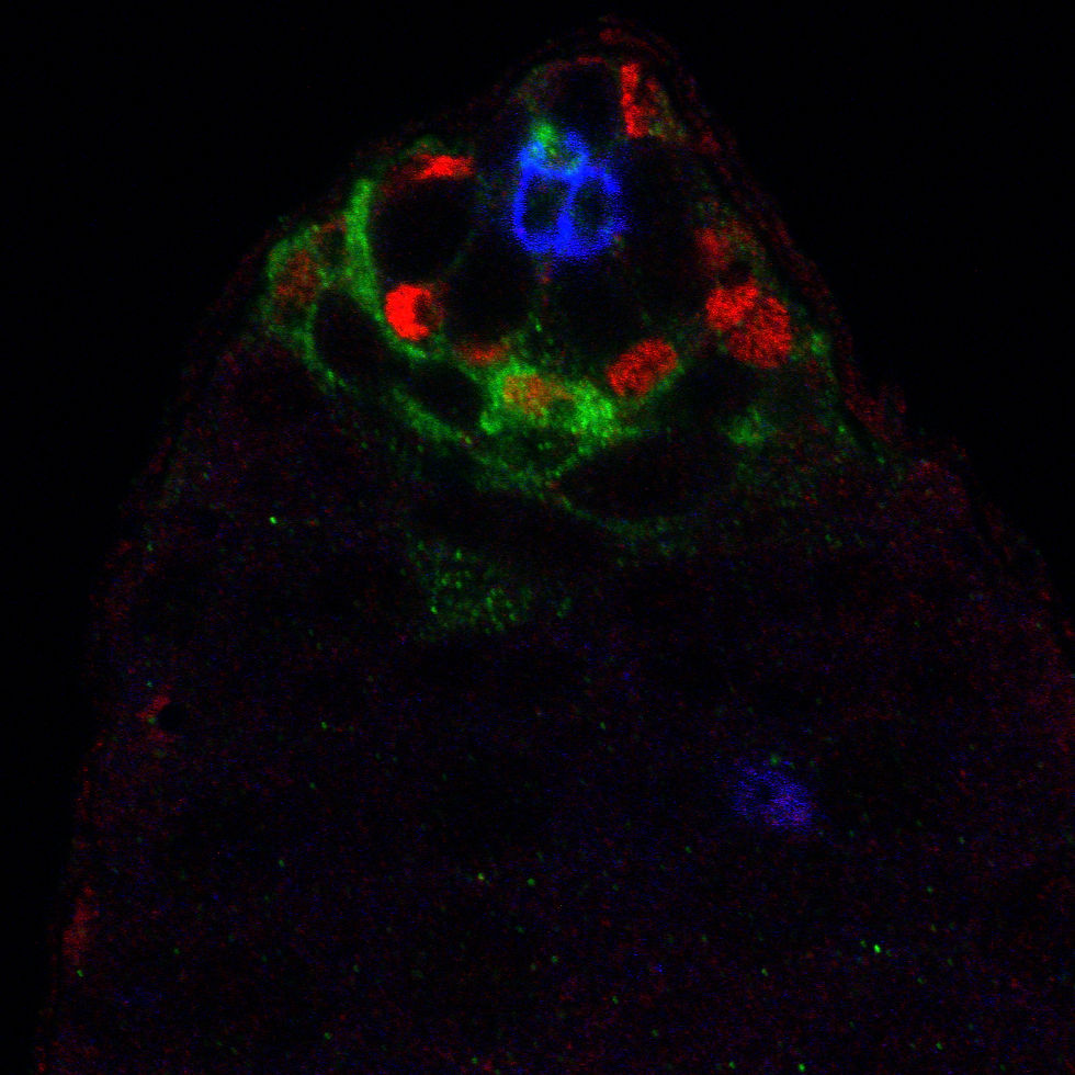 activity of the differentiation signal