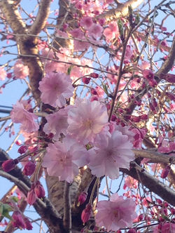 Cherry Bloosom Season