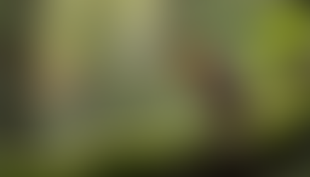 The Remarkable Migration Journey of the Hermit Thrush