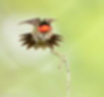Ruby-throated Hummingbird