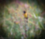 Orchard Oriole