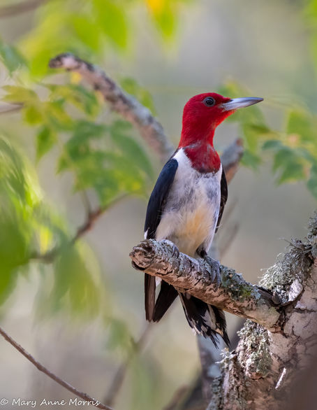 The Work and Workers of Spring