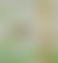 The Symbols of Spring