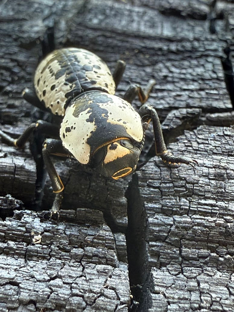 Zopherus nodulosus taken with iPhone