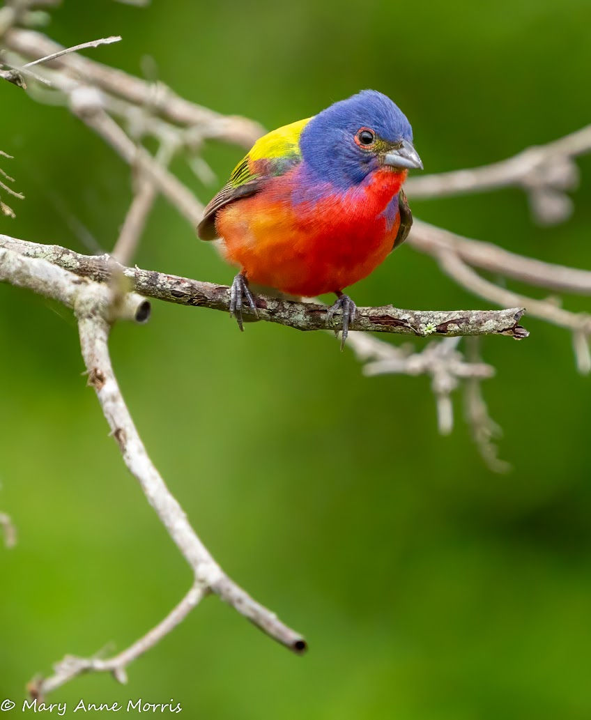 Painted Bunting