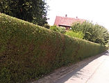 Heckenschnitt