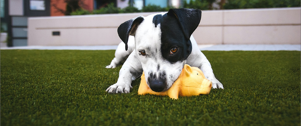 Dogtoy.png