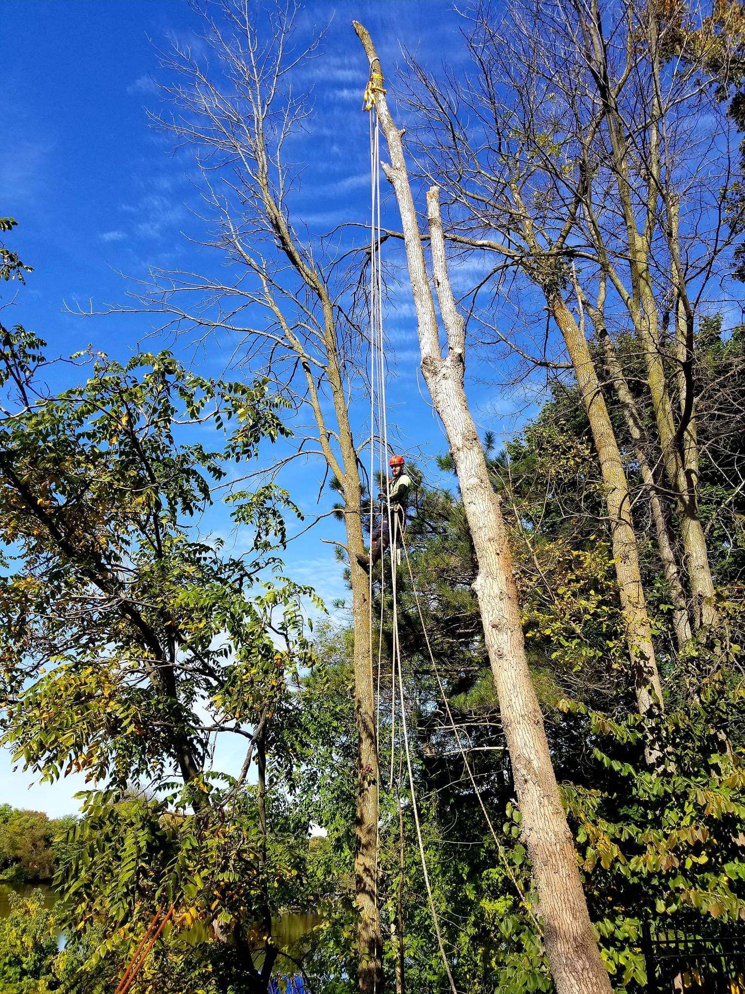 Abattage_d'arbre_Lanaudière