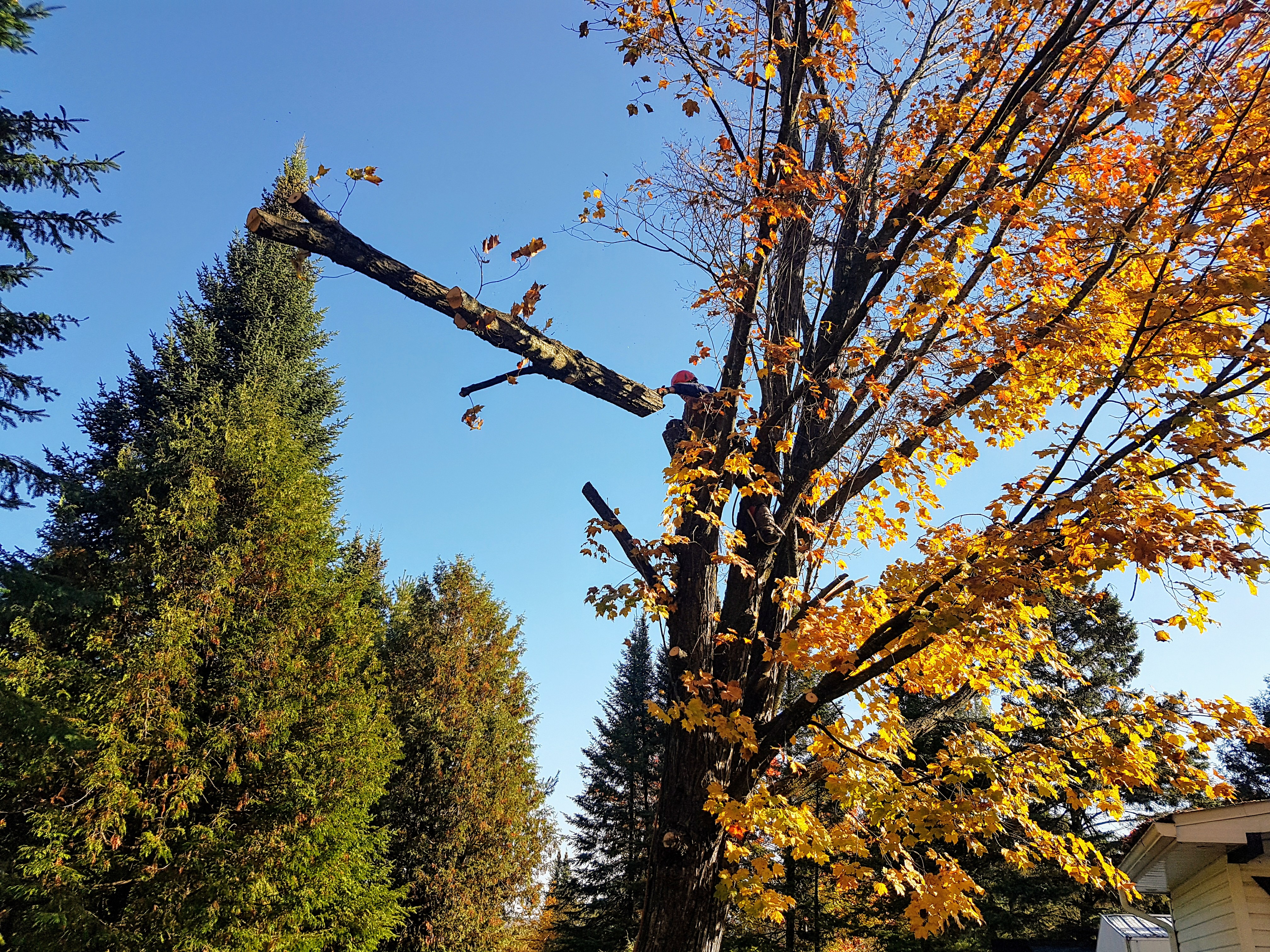 Coupe d'arbre Lanaudière