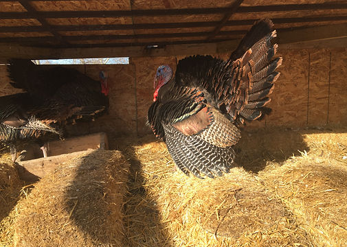 Eastern Wild Turkey Tom