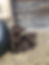 Chocolate Lab Puppies.jpg