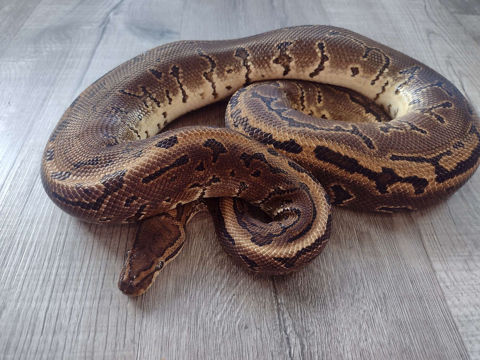 Thumbnail: Chocolate Leopard Enchi Pinstripe 66% Het Hypo